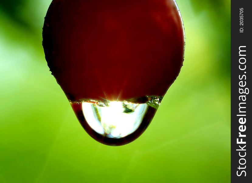 The Sun leaks through a rain drop suspended on a fruit after a thunderstorm