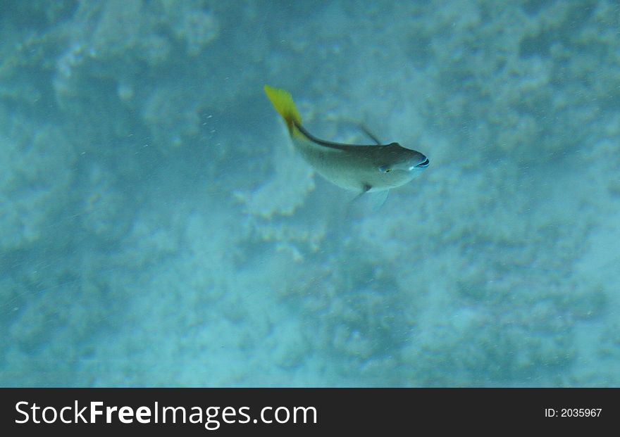 Under the Sea South Sinai Nemo