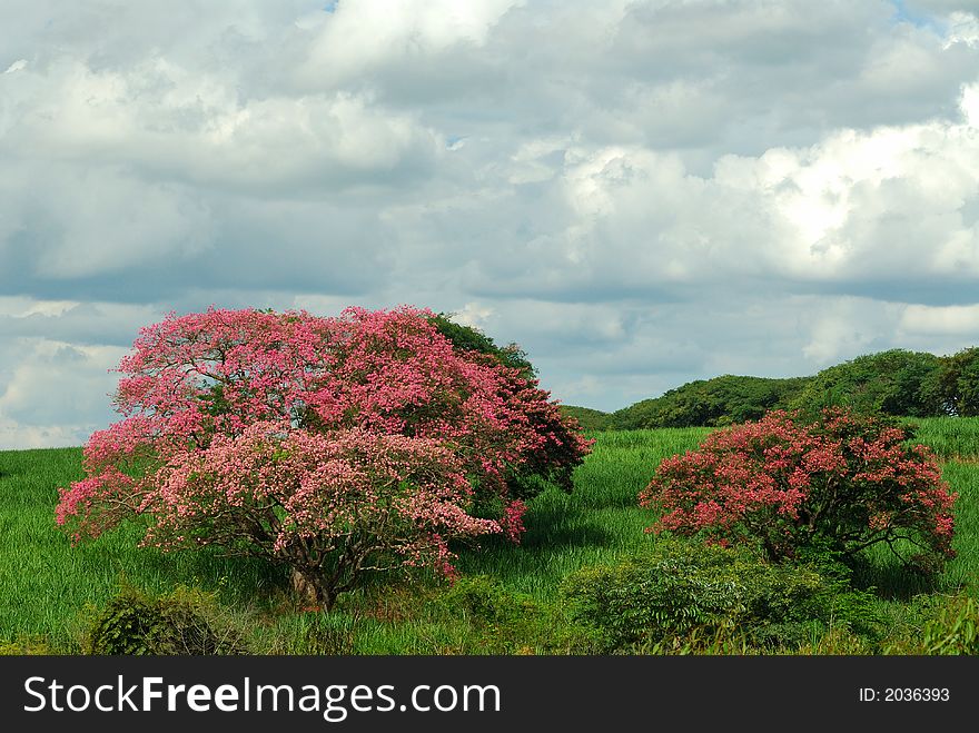A tree with pink flowers in the farm