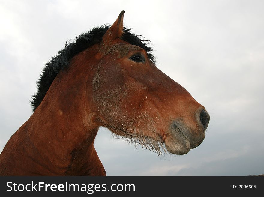 Working horse portrait on the grey sky