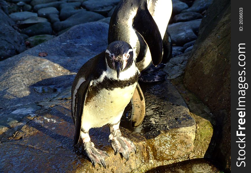 Two penguins preparing to jump to the waters