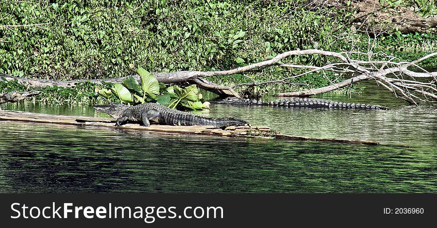 This is two alligators,taken at the alifia river in thononosasa,florida
