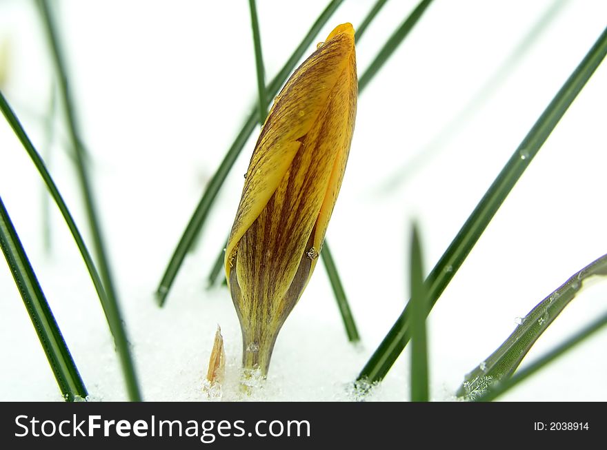 Close up of yellow flower in snow