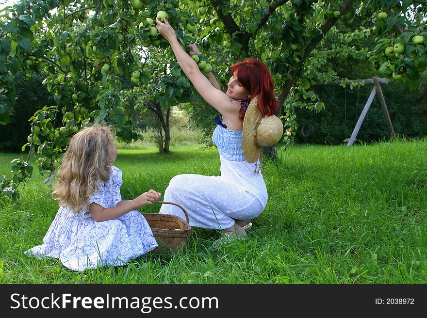 Autumn Apple Picking in farm in Estonia