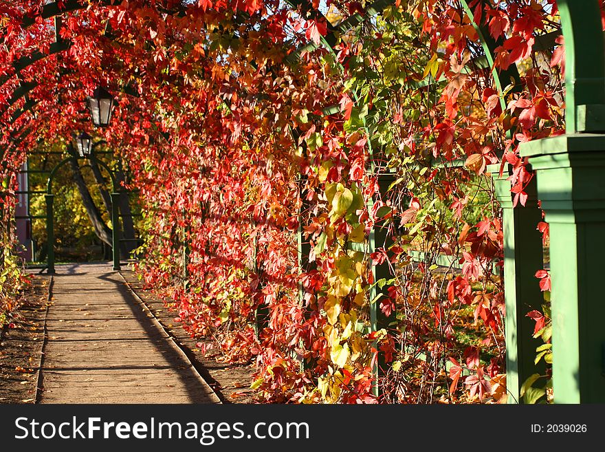 Beautiful autumn lianes arch with lanterns. Beautiful autumn lianes arch with lanterns