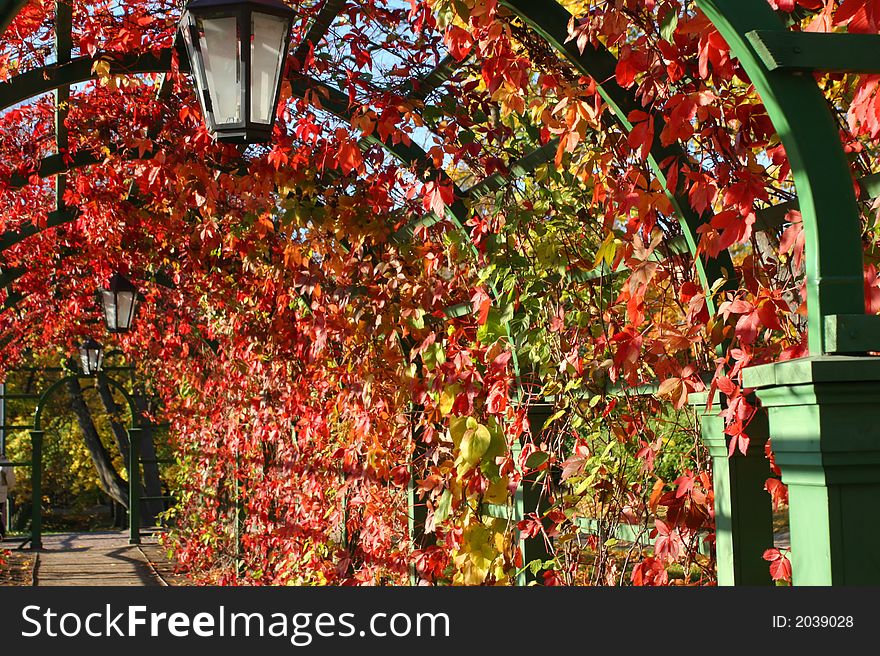 Beautiful autumn lianes arch with lanterns. Beautiful autumn lianes arch with lanterns