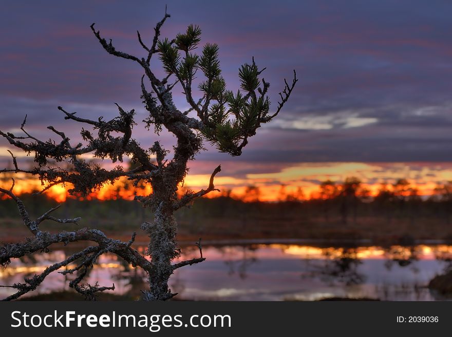 Sunset on a bog