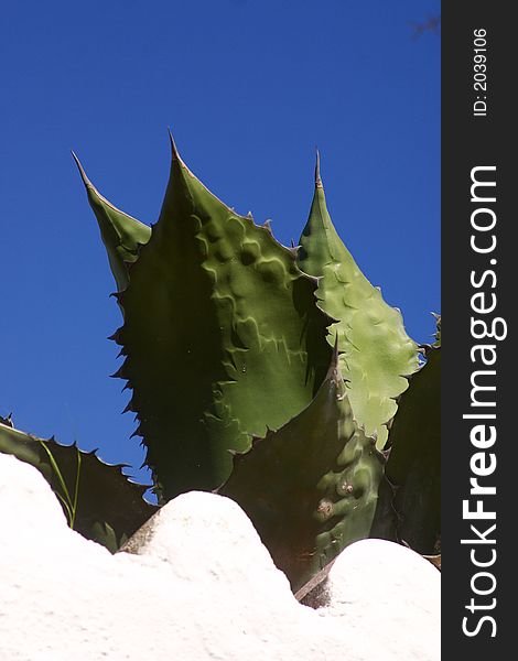 Detail of a cactus on a roof at the coast