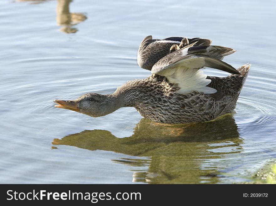 This mallard has just cleaned itself. This mallard has just cleaned itself