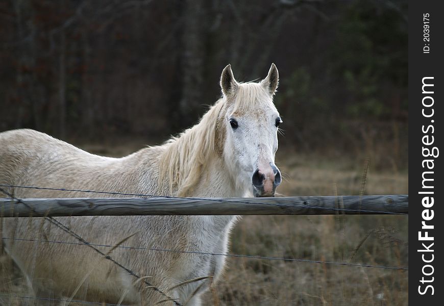 White horse standing at a fence.