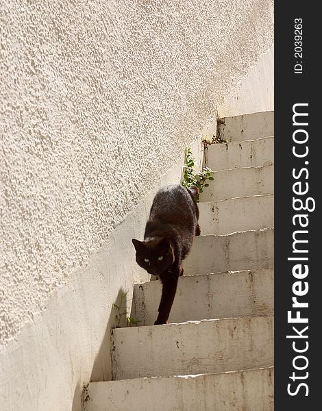 Black cat coming down white stairs. Black cat coming down white stairs