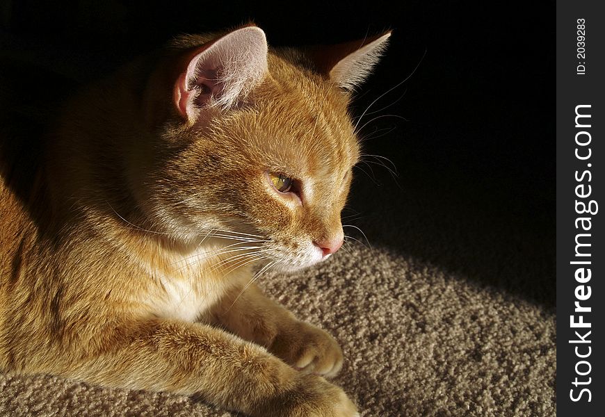 Orange cat bathes in sunlight