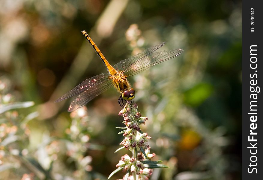 Dragon-fly on rest in a hot day