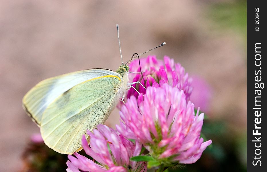 The butterfly on clover in summer day