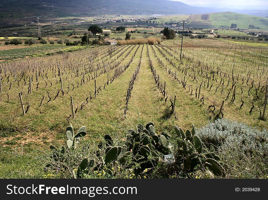 Country vineyards and cultivation. Sicily