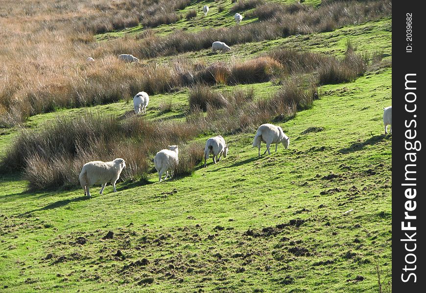 A flock of local breed sheep grazing, unattended, on the side of hill in Wales. A flock of local breed sheep grazing, unattended, on the side of hill in Wales.