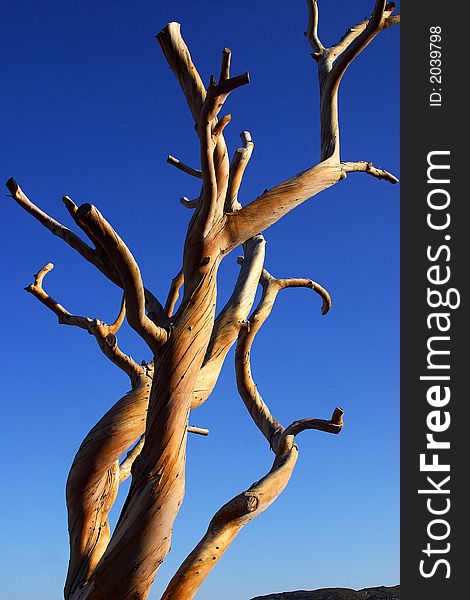 Death tree in front of the blue sky