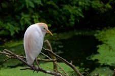 Free Cattle Egret Sitting On The Branch Royalty Free Stock Image - 20300426