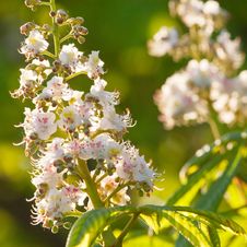 Сhestnut Tree Flowers Stock Image Сhestnut Tree Flowers Stock Image