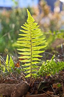 Beautiful Fern In Dense Forest Royalty Free Stock Photography Beautiful Fern In Dense Forest Royalty Free Stock Photography