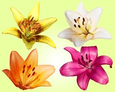 Set Of Four Flowers Lilies Stock Images Set Of Four Flowers Lilies Stock Images
