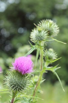 Bright Fluffy Purple Thistle Flower Royalty Free Stock Photos Bright Fluffy Purple Thistle Flower Royalty Free Stock Photos