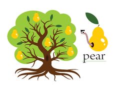 Pear Tree Stock Photography Pear Tree Stock Photography