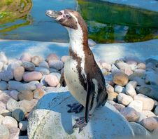 Humboldt’s Penguin Royalty Free Stock Image Humboldt’s Penguin Royalty Free Stock Image