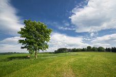 Lonely Tree In The Green Field Stock Image Lonely Tree In The Green Field Stock Image