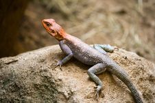 Red-headed Agama Royalty Free Stock Photo
