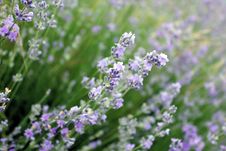 Purple Lavender Royalty Free Stock Photography