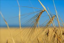 Ears Of Wheat Against The Sky Royalty Free Stock Photography Ears Of Wheat Against The Sky Royalty Free Stock Photography