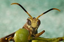 Extreme Macro Wasp. Royalty Free Stock Photos