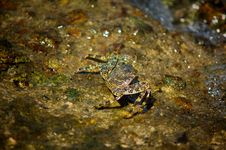 Crab On A Rock Stock Images