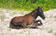 Wild Horse Resting On Beach 02 Royalty Free Stock Image
