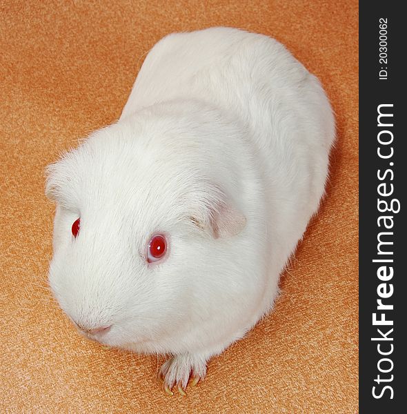 Portrait of funny white cavy with red eyes