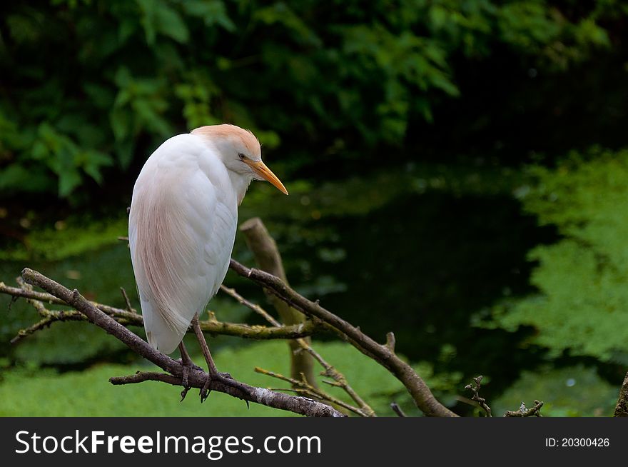 Cattle Egret sitting on the branch