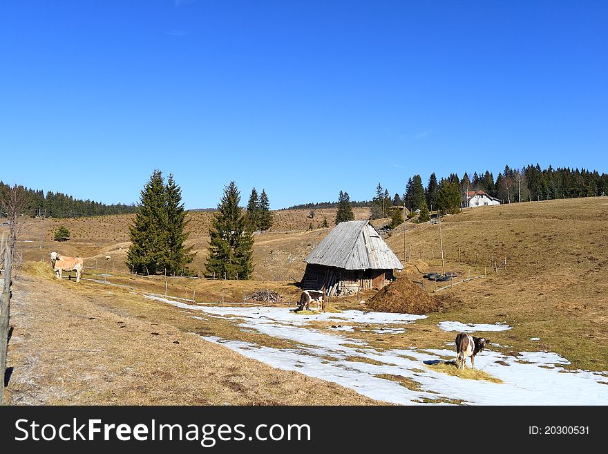 Mountain Pasture With Cows And Cabin