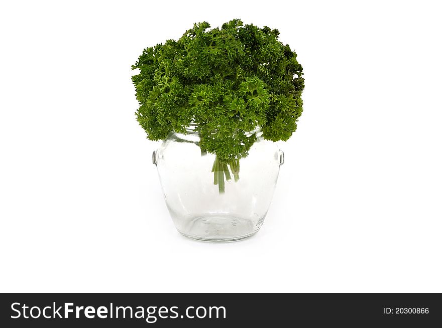 Bouquet of curly parsley in glass vase on white background. Bouquet of curly parsley in glass vase on white background