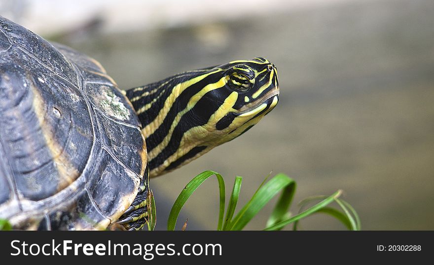 Turtle having an afternoon sunbath. Turtle having an afternoon sunbath