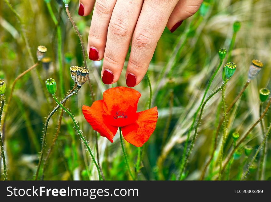 Finger with red fingernail touching a blooming poppy flower