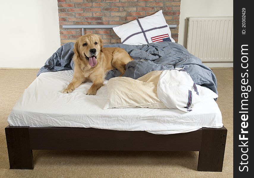 Golden retriever demolishes a pillow on a bed in a bedroom