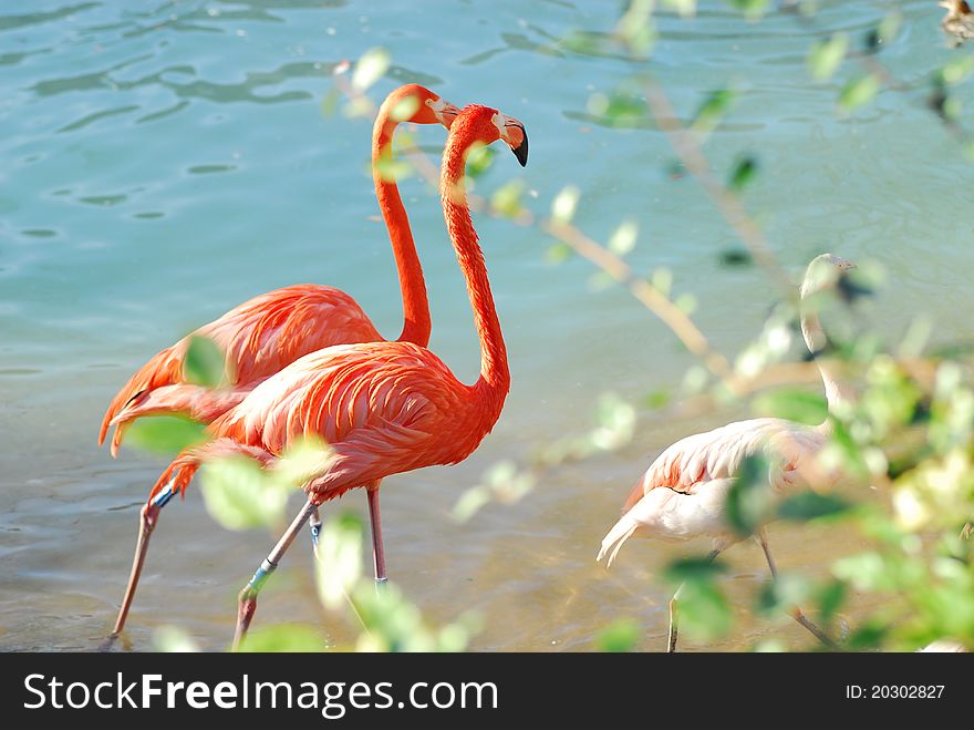 Two pink flamingos walking in water at a zoo. Two pink flamingos walking in water at a zoo