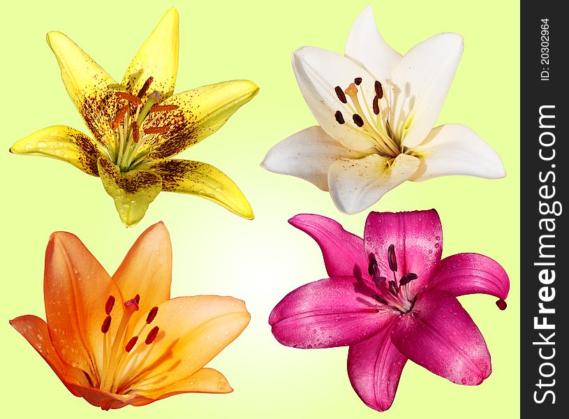 Set Of Four Flowers Lilies