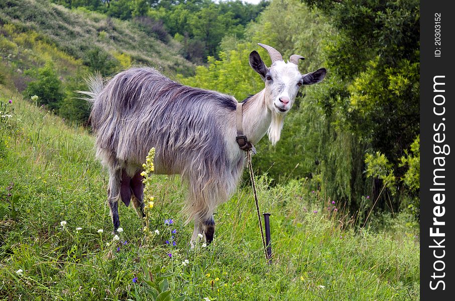 Goat on a hillside with lush grass and flowers. Goat on a hillside with lush grass and flowers