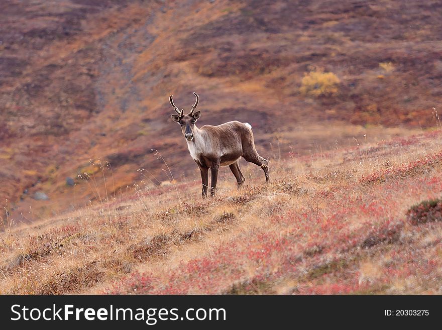 Caribou stands on hillside in Denali National Park and poses for the camera. Caribou stands on hillside in Denali National Park and poses for the camera