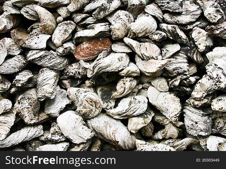 Shells unearthed at the ancient Temple of oysters in Thailand.