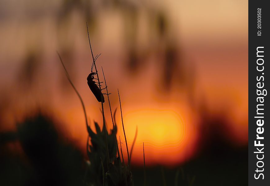 Beetle on the meadow against the rising sun. Beetle on the meadow against the rising sun