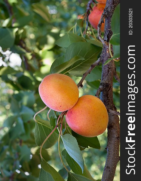 Ripe apricots on a green branch