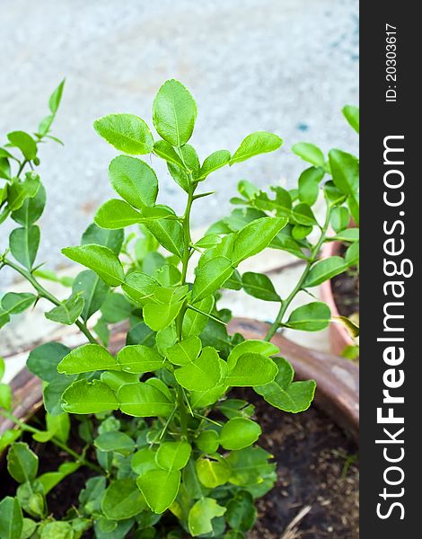 Bergamot young tree with Kaffir Lime leaves